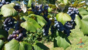 making wine pure michigan grapes travel joy (2)
