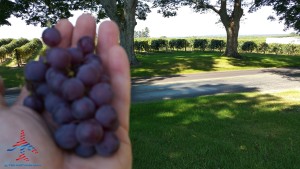 making wine pure michigan grapes travel joy (3)