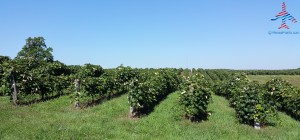 making wine pure michigan grapes travel joy (5)