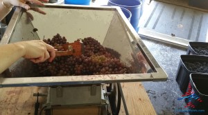 making wine pure michigan grapes travel joy (7)