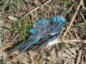 sad for the dead bluebird mass kill off last week