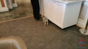 dog walking around free in Orlando MCO Sky Club at food area Renes Points blog