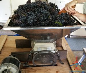 michigan-grapes-for-wine-renespoints-blog-puremichigan-joy-10