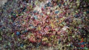 michigan-grapes-for-wine-renespoints-blog-puremichigan-joy-11
