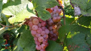 michigan-grapes-for-wine-renespoints-blog-puremichigan-joy-3
