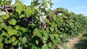 michigan-grapes-for-wine-renespoints-blog-puremichigan-joy-4