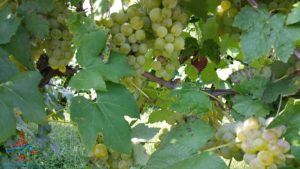 michigan-grapes-for-wine-renespoints-blog-puremichigan-joy-5