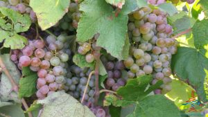 michigan-grapes-for-wine-renespoints-blog-puremichigan-joy-6