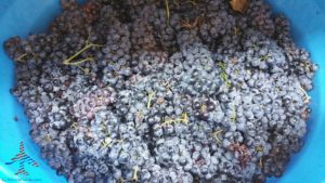 michigan-grapes-for-wine-renespoints-blog-puremichigan-joy-9