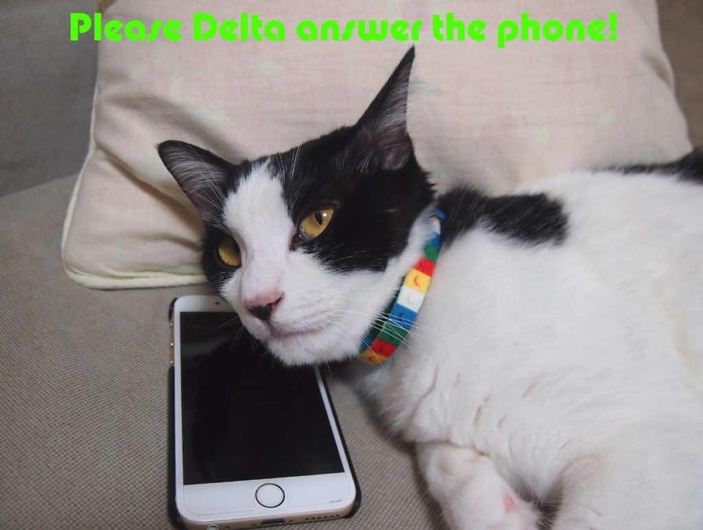 a cat lying next to a phone