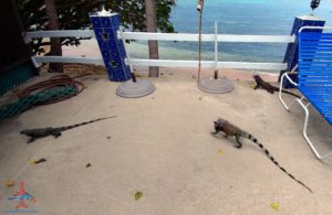a group of lizards on a patio