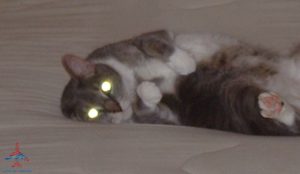 a cat lying on a couch with glowing eyes
