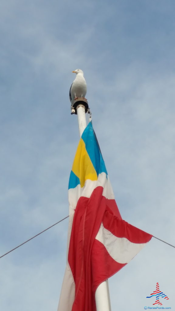 a seagull on top of a flag pole