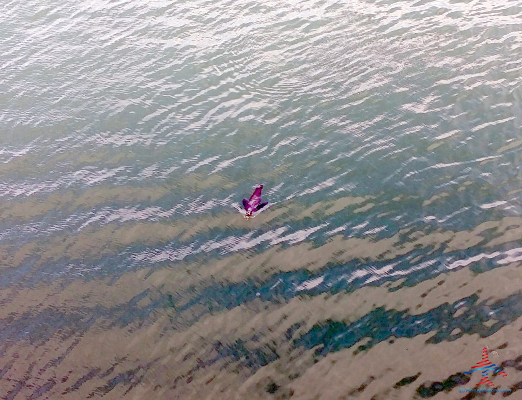 a bird floating in water