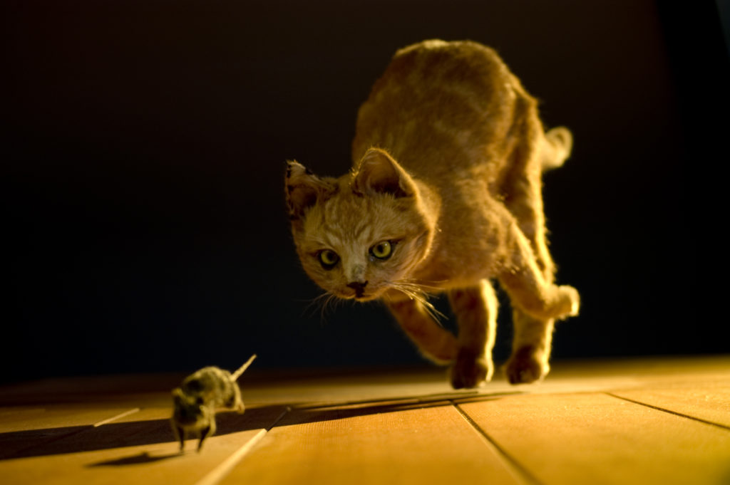 A cat hunts a mouse.
