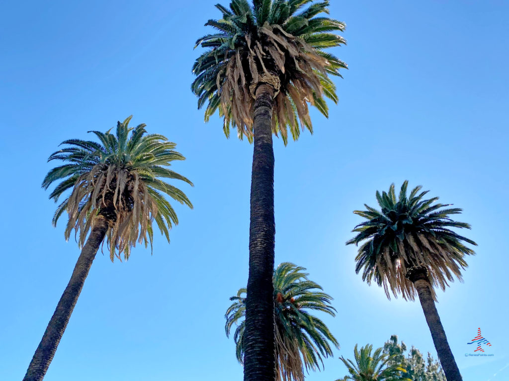 Palm trees are seen in Los Angeles, California.