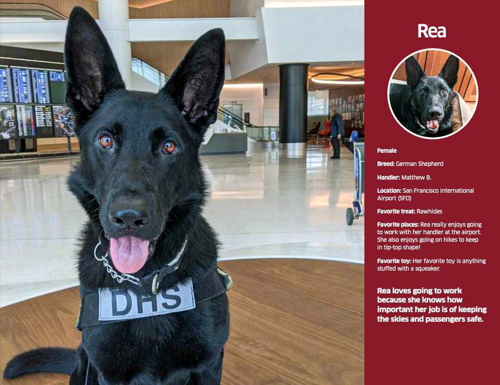 TSA dog calendar 2021: Rea